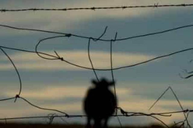 Беременную корову приговорили к смерти за незаконное пересечение границы ЕС
