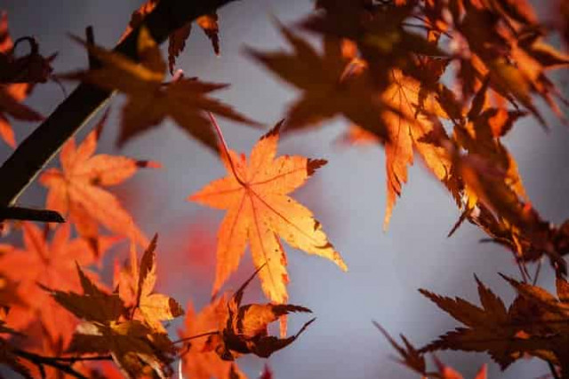 5 ноября: какой сегодня праздник