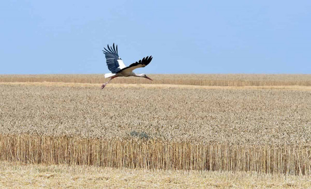 Zelensky says land reform in Ukraine to be rolled out in 2019
