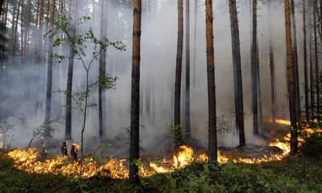Wildfires scorch over 44,000 hectares across Russia - federal agency
