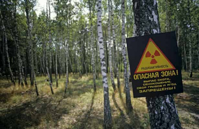 Під Чорнобилем загорівся ліс