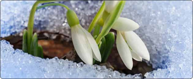 19 апреля: День подснежника