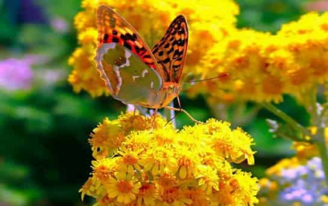 19 червня: яке сьогодні свято, прикмети дня і що не можна робити