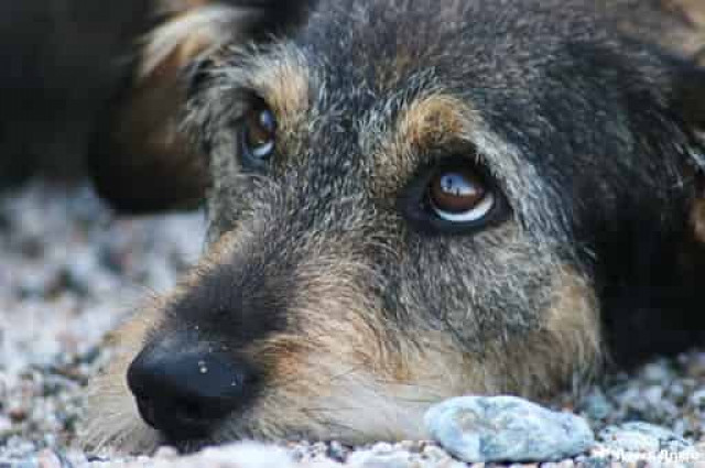 Александр Мамро объяснил почему продают животных