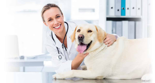 Международный день ветеринарного врача