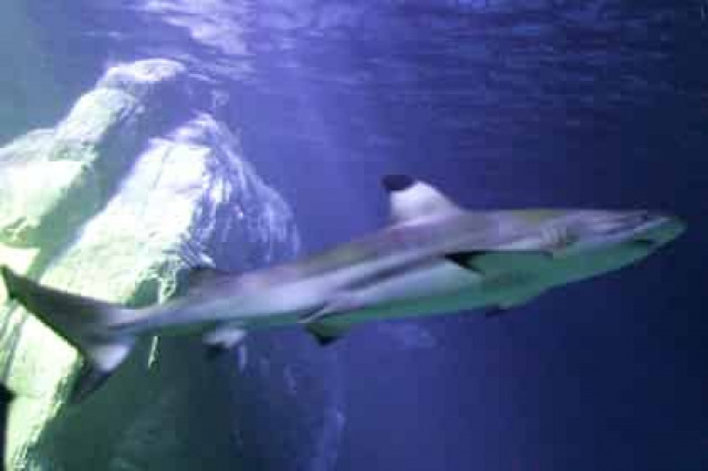 Посетители зоопарка в Калининграде довели акулу до нервного срыва
