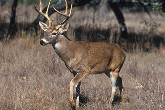 PNAS: старые варианты COVID циркулируют среди оленей и продолжают мутировать
