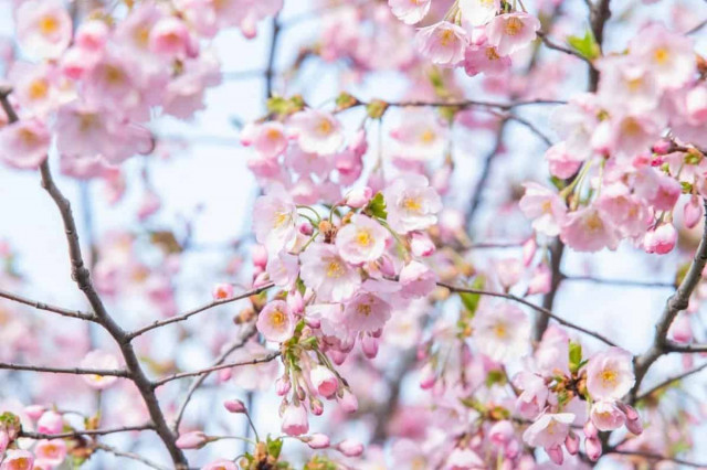 У Києві розквітли сакури та магнолії (фоторепортаж)

