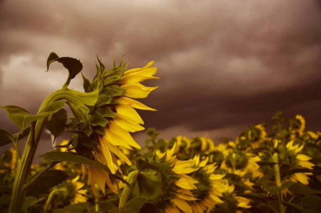 Грозы, дожди и шквалы: где завтра в Украине ожидается непогода