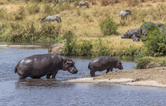 Чи можуть бегемоти літати: британські дослідники зробили нове відкриття
