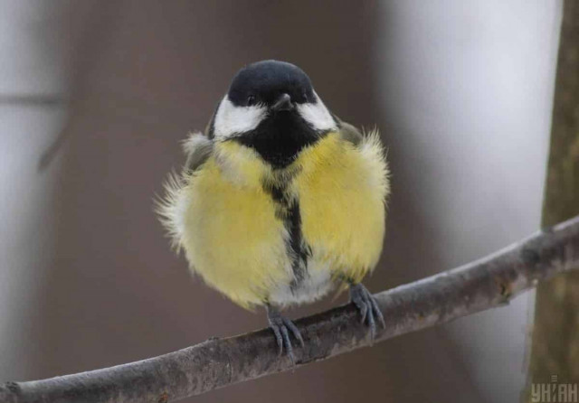 В Україну йде антициклон Jasper: синоптик розказала, що буде з погодою
