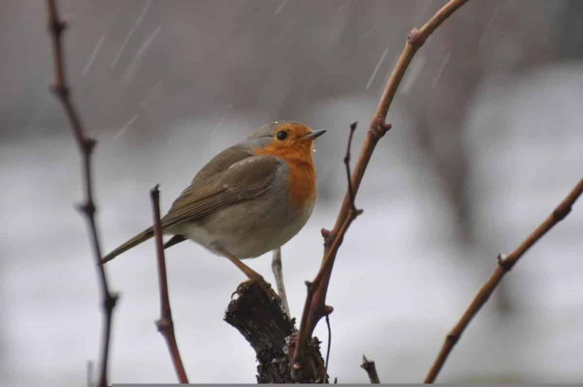 На вихідних в Україні очікується перший сніг, - синоптик
