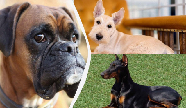 Визнані переможці: кінологи назвали 7 найкращих виставкових порід собак
