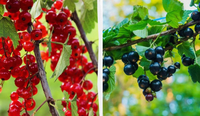 Червона чи чорна: яка смородина корисніша для здоров'я
