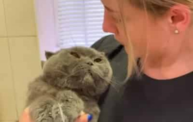 В Днепре хозяева постирали своего кота