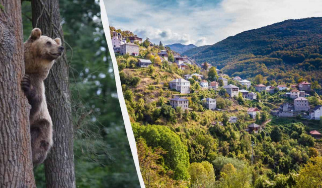 У мальовничій балканській країні ведмідь напав на туриста: інших закликали бути обережними
