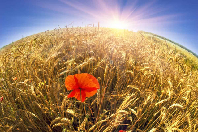 Синоптик розказала, де та коли до України повернеться 30-градусна спека
