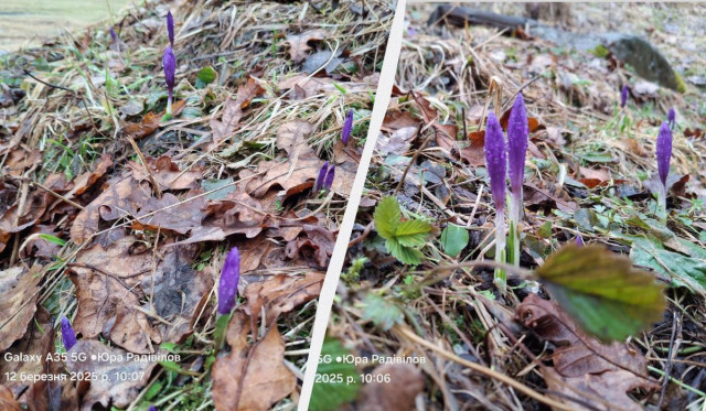 На Закарпатті починається сезон цвітіння крокусів (фото)
