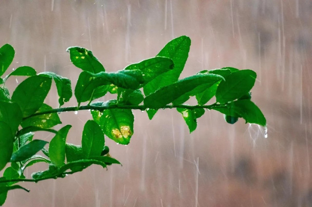 Кінець літа в Україні буде з дощами, - синоптикиня
