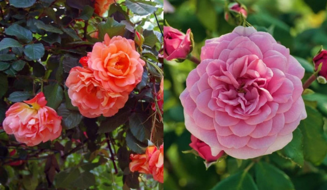 Троянди та гортензії будуть чудово цвісти усе літо: чим підживити кущі
