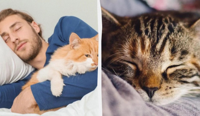 Чому кіт спить біля голови: ветеринарка назвала 10 зворушливих причин
