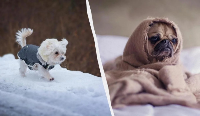 Чи можна вигулювати собаку по снігу: ветеринар застеріг про небезпеку
