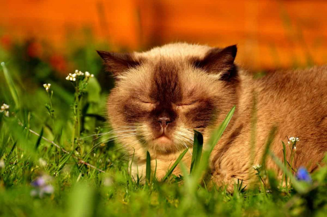 В Україну мчить літнє тепло: синоптик назвав точну дату, коли розігріє до +23°
