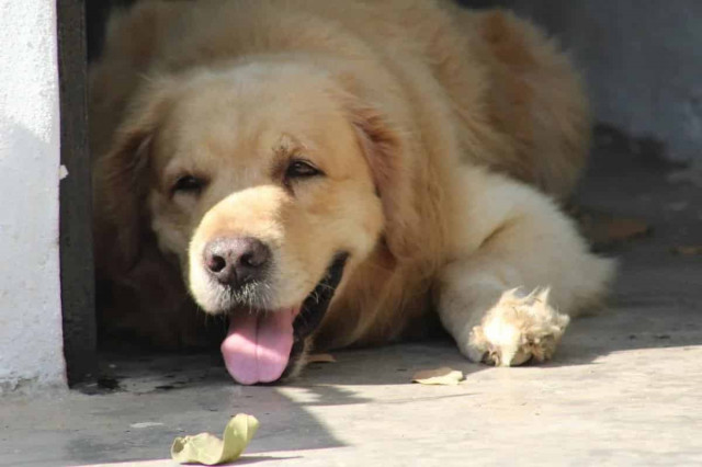 Стало відомо, яка погода чекає на українців до кінця вересня
