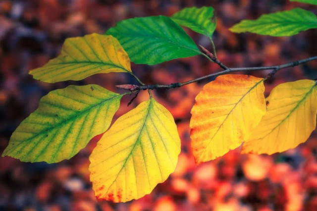 Антициклон Xelat мчить до України: синоптикиня розказала, що буде з погодою
