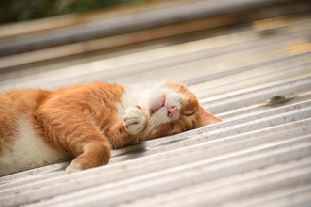 Червень в Україні завершиться спекою, - прогноз 