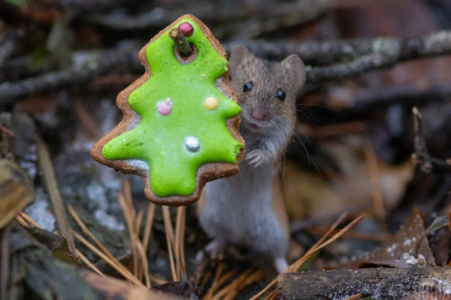 Останні вихідні 2024 року порадують українців погодою
